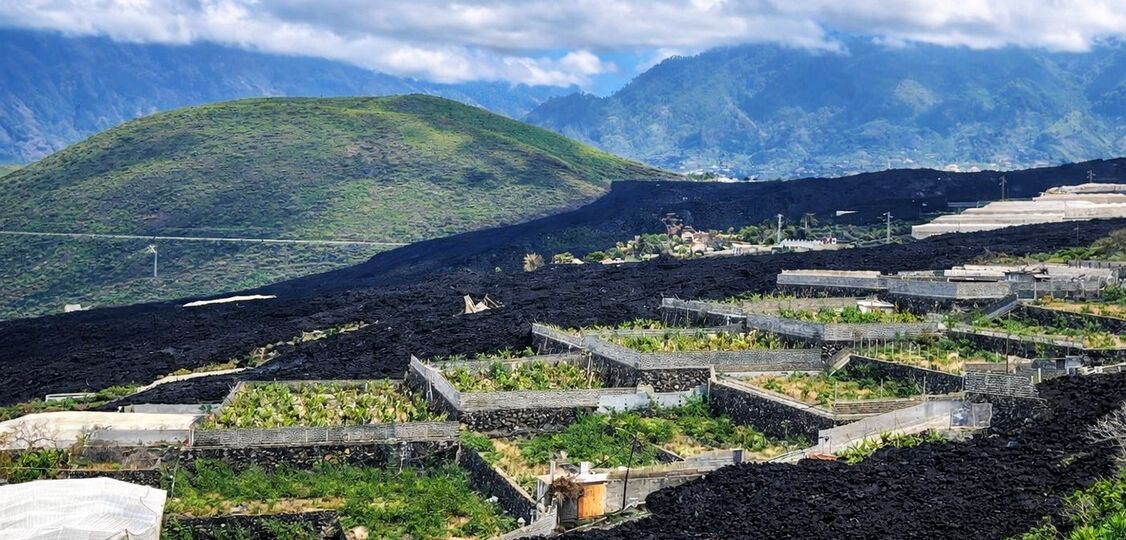 zona de plataneras afectada por la lava del volcán Tajogaite (1)