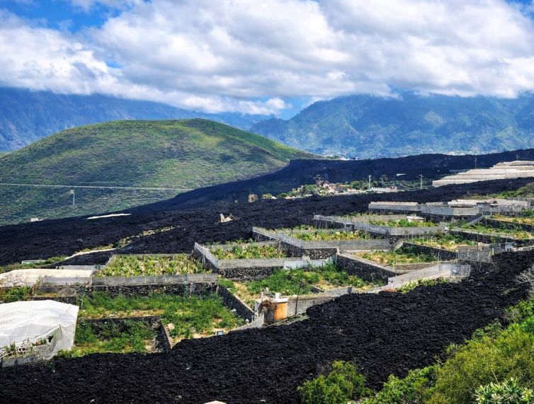 zona de plataneras afectada por la lava del volcán Tajogaite (1)
